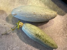 Gemüsesamen, KÜRBIS BLAUE BANANE, Samen, juhuuBlumen