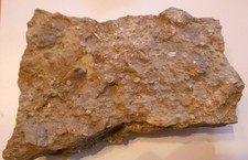 Seltene Seelilie Holocrinus  Stielglieder Matrix unpräpariert  Trias Mu (Y567)?