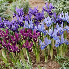 Schwertlilien Winterhart - Iris Blumenzwiebeln - Reticulata Budget Mix - 50 Stüc