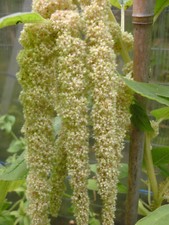 AMARANTH WEISS 400 Samen