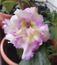 Achimenes "Maria", 2 Rhizome