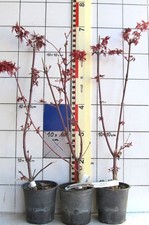 Acer palmatum "Pixie"    -