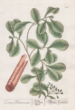 Cortex Winteranus Rinde