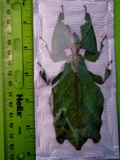 Largest Leaf Mimic Phyllium