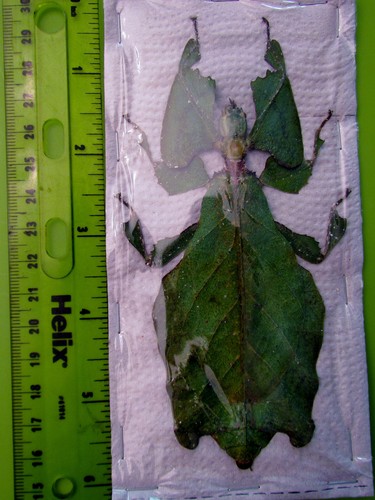 Largest leaf mimic phyllium - largest,
