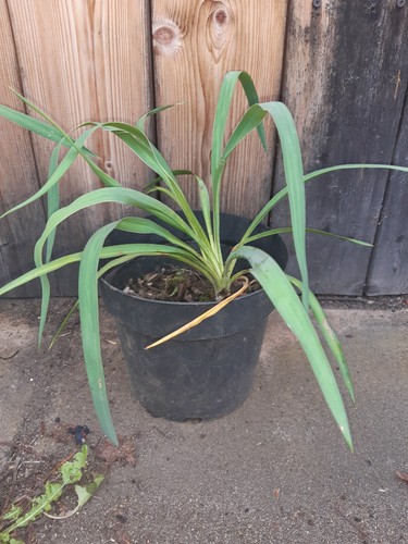 Pflanze yucca palme yuccapalme - pflanze,