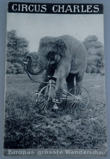 Fotopostkarte Circus Charles Elefant auf Fahrrad 1910 (101004)