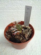 Avonia quinaria we Kakteen