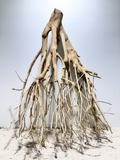 Talawa Wurzel JUMBO ähnlich