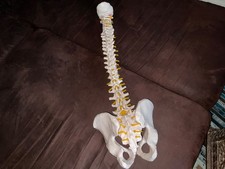 Modell Wirbelsäule 1:1 Topp
