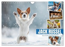 JACK RUSSEL - Kleine Hunde mit