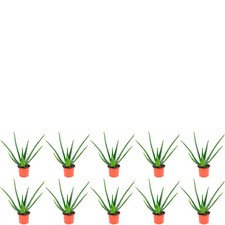 10er-Set Echte Aloe - Aloe