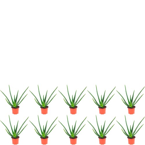 10er set echte - 10er-set, aloe