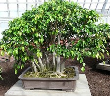 Samen birkenfeige ficus - samen,