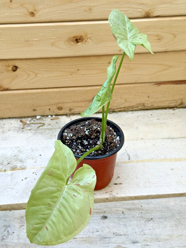 Syngonium milk confetti - syngonium,