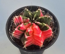  Sehr schöner Gymnocalycium Mihanovichii Pink Variegata Kaktus