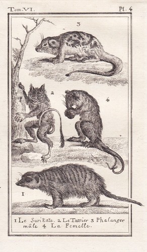 Kuskus phalanger erdmännchen - phalanger,