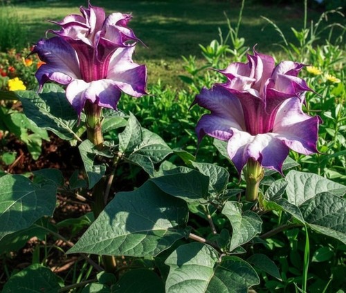 266m datura double purple - ps,