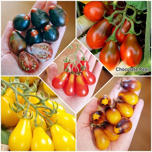 Tomatensamen freiland - tomatensamen,