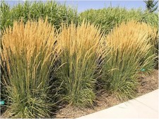 3 x Calamagrostis acutiflora