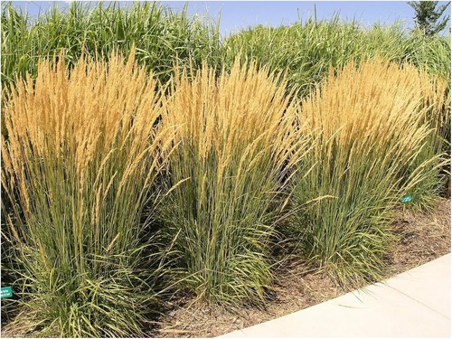 Calamagrostis acutiflora - x,