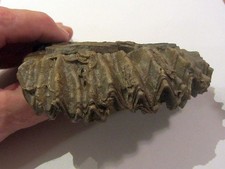 Große Klappe. Actinostreon marshii Muschel aus Geisingen a.d. Donau