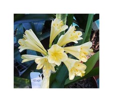 1x Clivia miniata Moondrops Garten Blumen Pflanzen - Samen / Bulbs B967