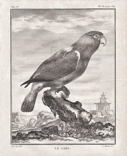 Loris loriinae parrot papagei - parrot,