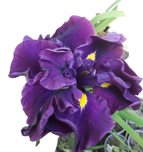 Triebe riesenblüten iris - triebe, !