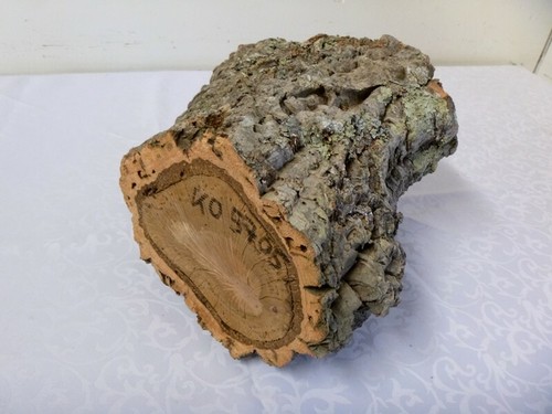 Korkeiche eiche klotz - korkeiche,