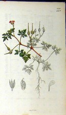 Original alter antiker Druck