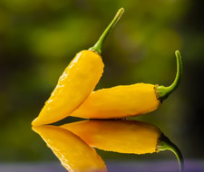 10 Chili Samen - Aji Limo, Hot