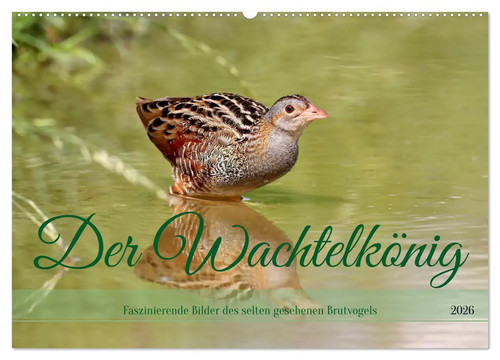 Der wachtelkönig - der,