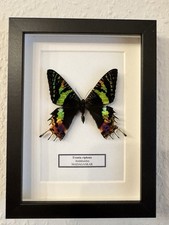 Echter exotischer