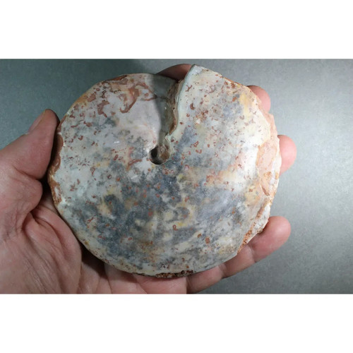 Hedenstroemia evoluta timor - hedenstroemia,