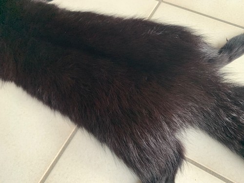 Blaufuchs schwarzbraungef - blaufuchs,,