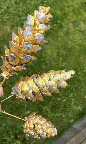Tannenzapfen naturprodukt - tannenzapfen,