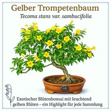 Trompetenstrauch / Yellow Trumpetbush – Tecoma stans (20 Stk.) Bonsaisamen