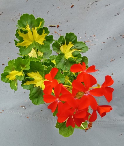 Pelargonie geranie blatschmuck - geranie,