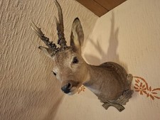 Rehbock Geweih Hirschgeweih