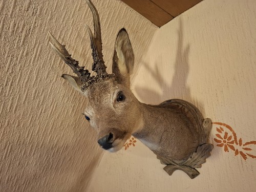 Rehbock geweih hirschgeweih - rehbock,