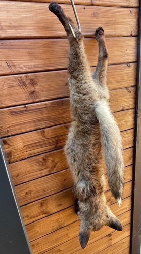 Fuchs für jagdhund vgp - für,