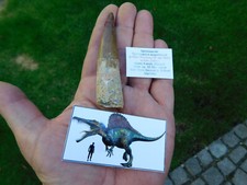 riesiger Zahn vom Spinosaurus