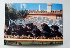 Weltbild Postkarte AK Hund Rottweiler Welpen auf einer Bank