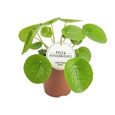 Chinesischer geldbaum pilea - chinesischer,
