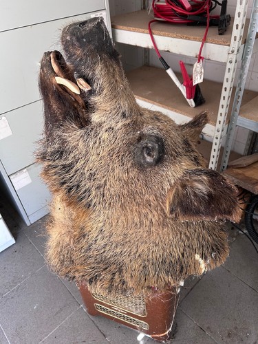 Wildschweinkopf präparat - -,