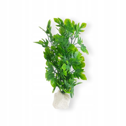 Pflanze für aquarium - pflanze,