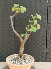 Bonsai Cercis Siliquastrum