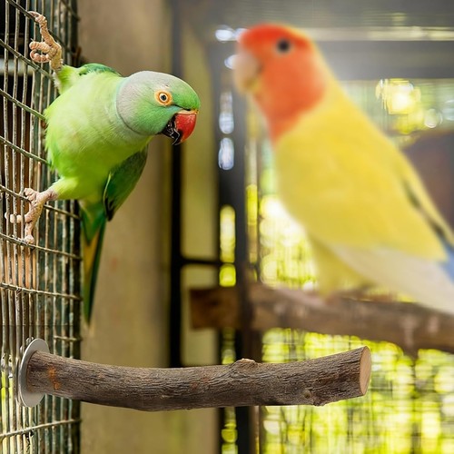 Vogelspielzeug