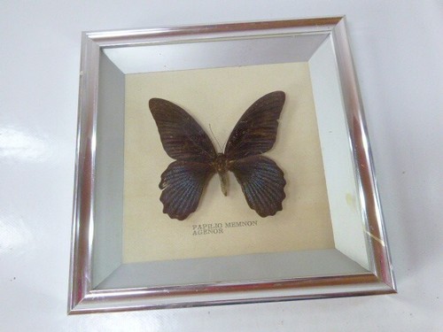 Schmetterling attocas atlas - attocas,